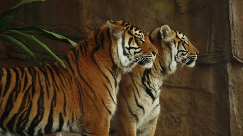 Elderly Man Mauled to Death by Big Cat in Village Near Corbett Tiger Reserve