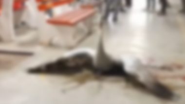 Sarus Bird, Hit by Train, Found Injured on Bareilly Railway Station (Disturbing Video)