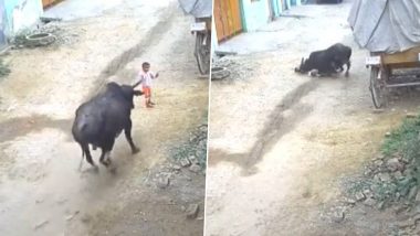 Uttar Pradesh: Four-Year-Old Girl Trampled by Stray Bull in Aligarh, Disturbing Video Goes Viral