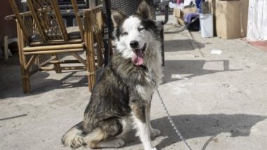 Turkey Earthquake: Siberian Husky Dog 'Alex' Rescued Alive 22 Days After Natural Disaster (Watch Video)