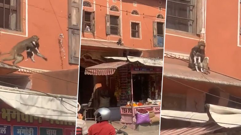 Monkeys vs Dogs 2? Puppy Gets Kidnapped by Monkey in Jaipur Market, Internet Convinced Second Gangwar is Near After Video Goes Viral