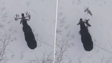 Moose Caught on Drone Camera Shedding Both Its Antlers in Canada's New Brunswick, Watch Rare Video