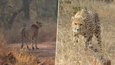 Madhya Pradesh: Two Male Cheetahs Released in Free-Ranging Area in Kuno National Park