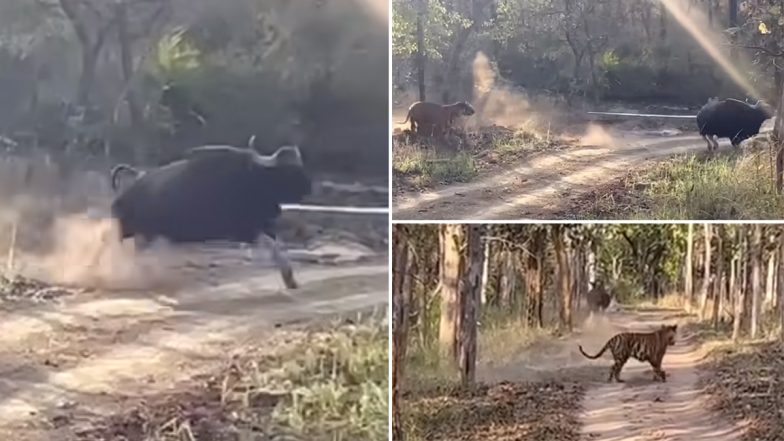 Maharashtra: Wild Gaur Runs For Life, Escapes Narrowly From Tiger's Jaws At Tadoba National Park (Watch Video)