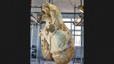 Harsh Goenka Shares Stunning Picture of Blue Whale's Preserved Heart Whose Heartbeat Can Be Heard From 3.2 km Away (See Pic)