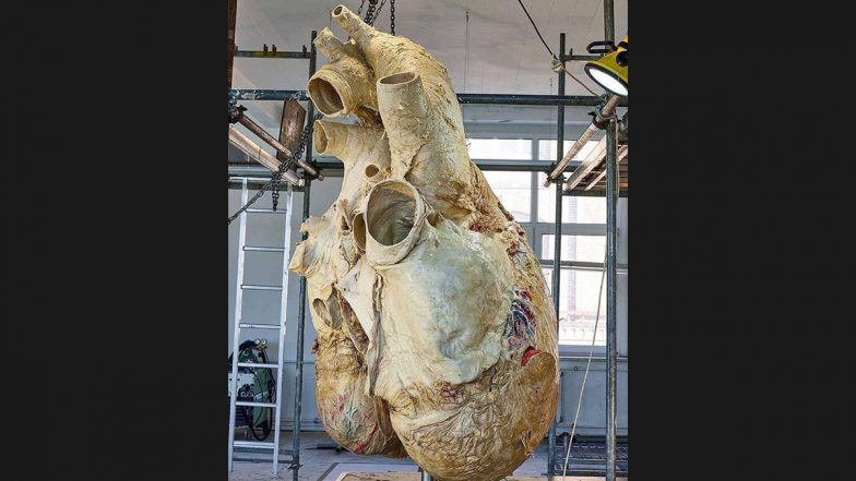 Harsh Goenka Shares Stunning Picture of Blue Whale's Preserved Heart Whose Heartbeat Can Be Heard From 3.2 km Away (See Pic)