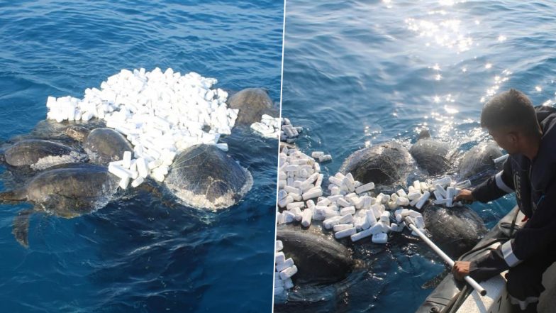 Indian Coast Guard Ship ‘Vajra’ Rescues Seven Olive Ridley Turtles Entangled in Ghost Net in Gulf of Mannar (See Pics)