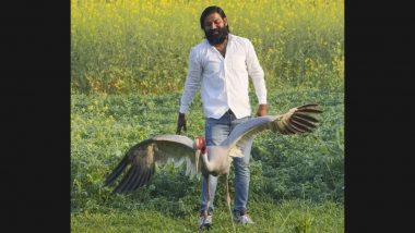 Sarus Crane, Rescued by Arif, Being Trained for Life in Wild in Uttar Pradesh’s Kanpur Zoo