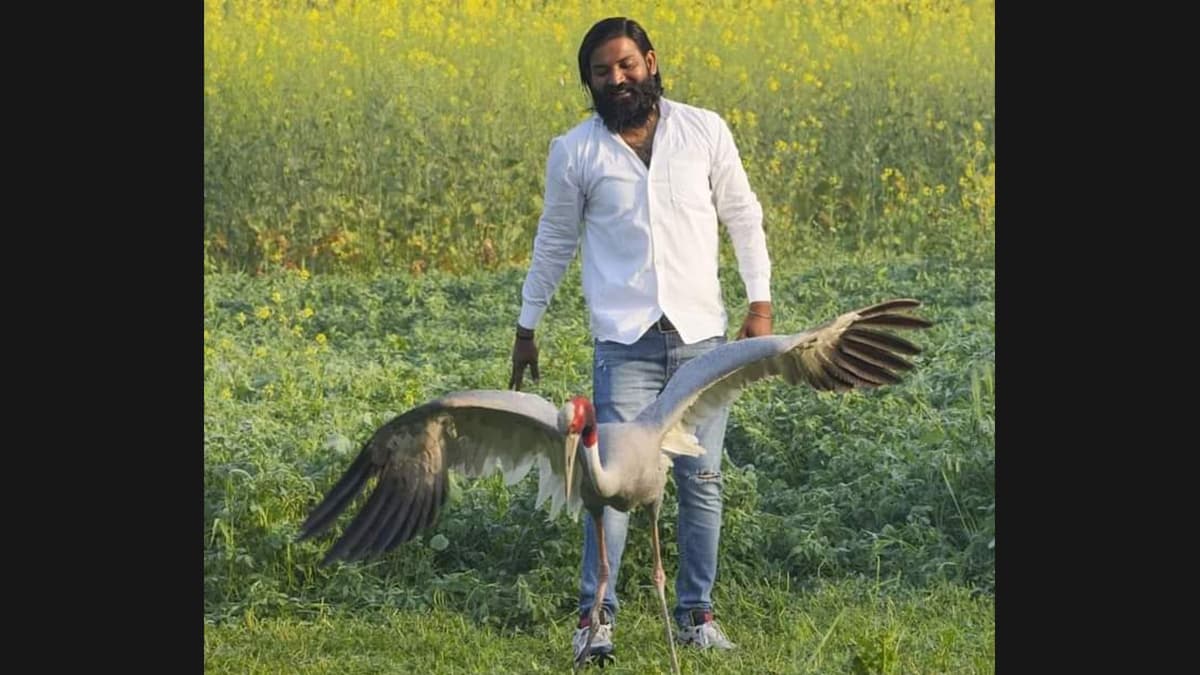 India News Uttar Pradesh Mohammed Arif s Sarus Crane Being Trained india-news-uttar-pradesh-mohammed-arif-s-sarus-crane-being-trained