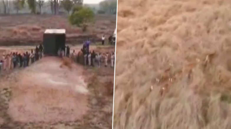 Swamp Deer Released Into Enclosure At Magadhi Zone in Madhya Pradesh’s Bandhavgarh Tiger Reserve (Watch Video)