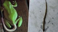 Live Snake Comes Out of Frog's Bum! Viral Photo Showing Highly Venomous Snake Coming Out of Frog's Backside Will Make You Say 'Can Happen Only In Australia'