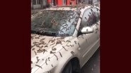 China Worm Rain Video! Residents of Liaoning Witness 'Worms Falling Out of Sky' Residents Asked to Carry Umbrella to Streets