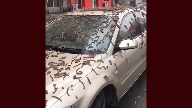 China Worm Rain Video! Residents of Liaoning Witness 'Worms Falling Out of Sky' Residents Asked to Carry Umbrella to Streets