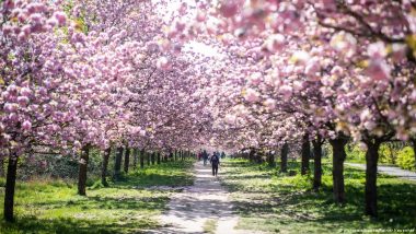 How the Japanese Cherry Blossom Ritual Came to Germany