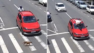 Viral Video: Woman Stops Car To Save Dog, Man on Bike Crashes and Falls on Vehicle's Bonnet, Netizens Ask Who Is at Fault?