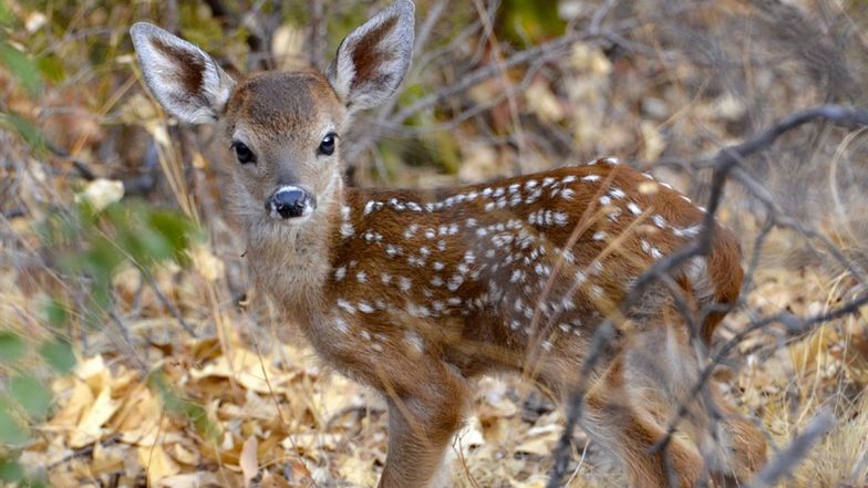 Fawn Falls Into 60-Foot Deep Well in Maharashtra's Yeola, Watch Video To Know How Farmer Rescued Baby Deer