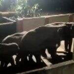 Odisha: Herd of Around 12 Elephants Cross Residential Areas of Brajrajnagar in Jharsuguda, Video Surfaces