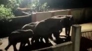 Odisha: Herd of Around 12 Elephants Cross Residential Areas of Brajrajnagar in Jharsuguda, Video Surfaces