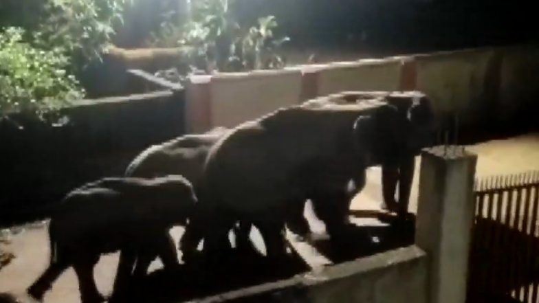 Odisha: Herd of Around 12 Elephants Cross Residential Areas of Brajrajnagar in Jharsuguda, Video Surfaces