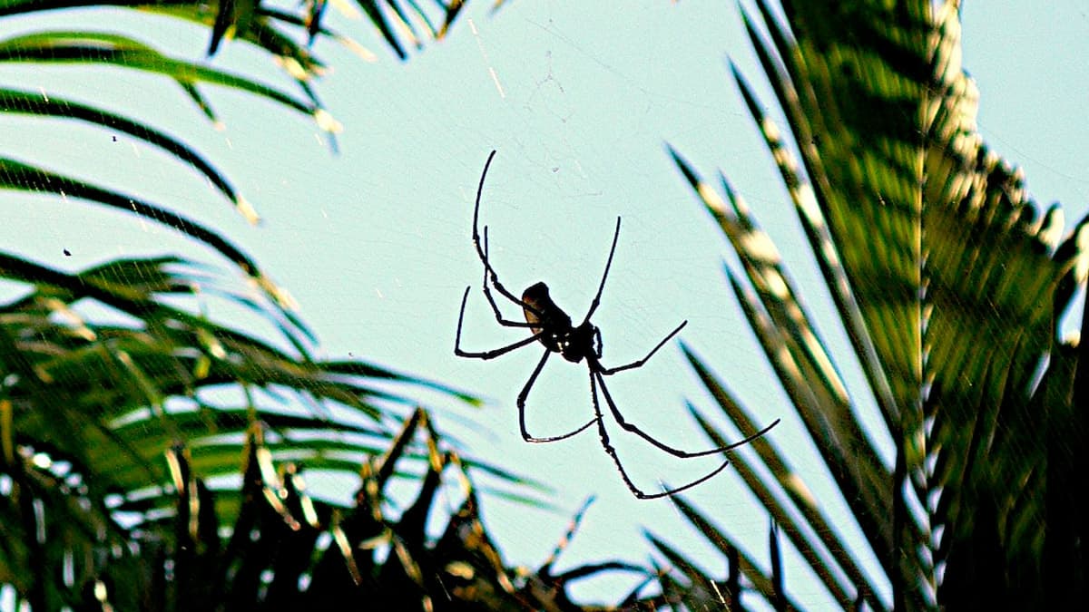 Snowing spiders? The building rainy pattern in Australia can