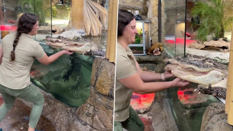 Viral Video of Alligators Enjoying a Good Scratch Is Too Cute To Be Missed