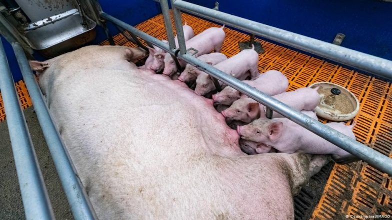 Farmed animals suffer amid exploding meat demand