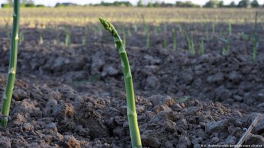 Germany: 2022 Asparagus Harvest Was Worst in Nearly a Decade