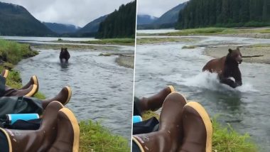 Bear Runs Past People in Alaska, Group's Unfazed Reactions Leave Netizens Stunned (Watch Video)