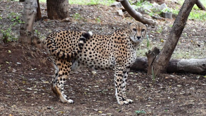 Madhya Pradesh: Female Cheetah ‘Daksha’ Translocated From South Africa Killed During Likely Mating in Kuno National Park; Third Fatality in 42 Days