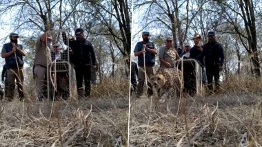 Cheetah Reintroduction in India: Male, Female Cheetahs Brought from Namibia to Kuno National Park Released in Open Forest (Watch Video)