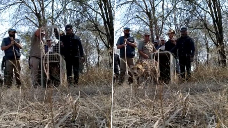 Madhya Pradesh: Two of 8 Cheetahs in Kuno National Park Released Into Open Forest (Watch Video)