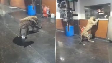 Leopard Inside Aarey Milk Dairy in Mumbai? Old Video of Big Cat Roaming Inside Pharmaceutical Company’s Factory in Telangana Goes Viral With False Claims