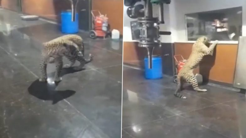 Leopard Inside Aarey Milk Dairy in Mumbai? Old Video of Big Cat Roaming Inside Pharmaceutical Company’s Factory in Telangana Goes Viral With False Claims