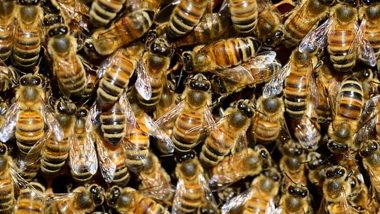 Bee Attack in Madhya Pradesh: Man Killed, Four Injured After Being Attacked by Swarm of Honey Bees While Returning From Funeral in Dhar