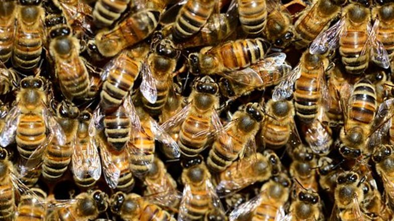 Bee Swarm Attack Viral Video: Man Collapses On Ground After Hundreds of 'Stinging Insects' Attack Him in California