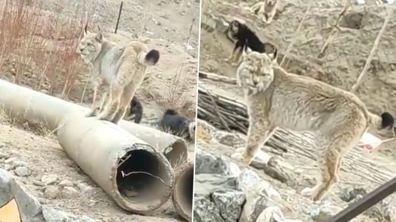 Rare Animal Found in Ladakh, Netizens Believe It To Be Tibetian Lynx After Video Goes Viral