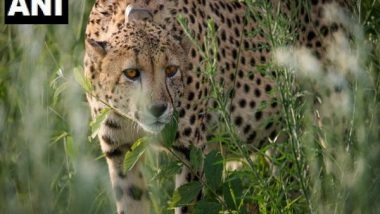 India News | Extension of Scientist Behind 'Project Cheetah' Withdrawn, Ministry Official Says He'd Retired
