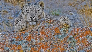 World News | Russia Shocked at Impunity over Nord Stream Sabotage: Lavrov at G20