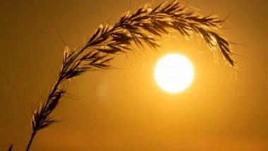 Business News | Amid Chances of Heatwave, Govt Says Wheat Crop Conditions Are Normal