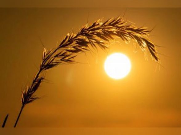 Business News | Amid Chances of Heatwave, Govt Says Wheat Crop Conditions Are Normal - Vimarsana News