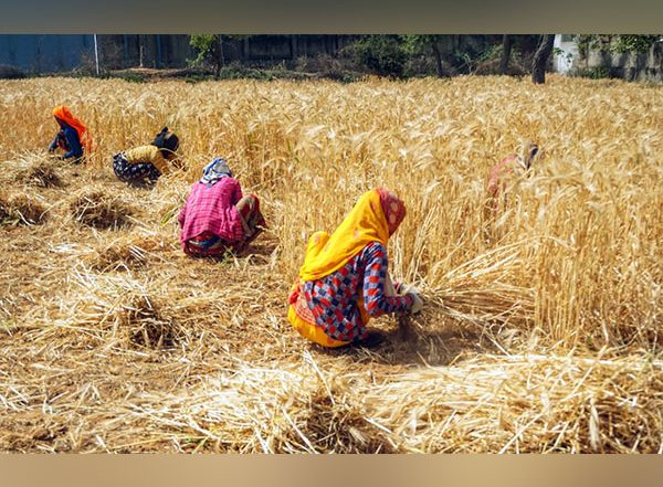 India News | Over 1 Crore Farmers Benefitted from Ongoing Paddy Procurement: Food Ministry