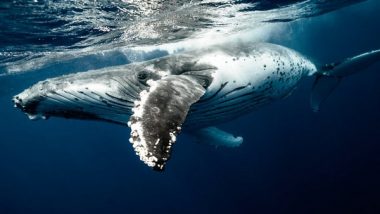 Science News | Study Finds Whales Use Vocal Fry to Catch Food in Deep Waters