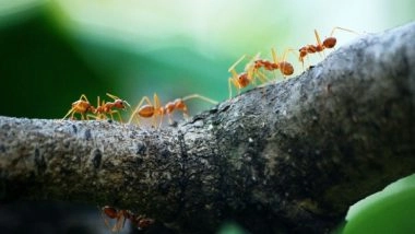 Science News | Ants Play an Important Part in Forest Regeneration: Research