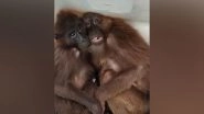India News | Assam: Police Rescue Two Hoolock Gibbons from Karbi Anglong