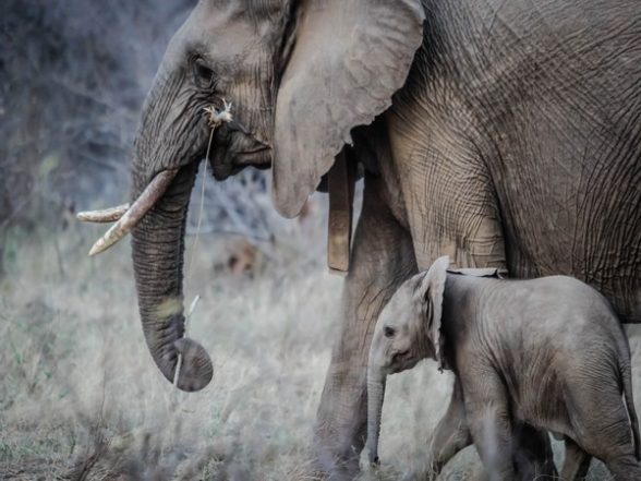Tamil Nadu: 3 Elephants Get Electrocuted While Crossing Electric Fence, Die - Vimarsana News