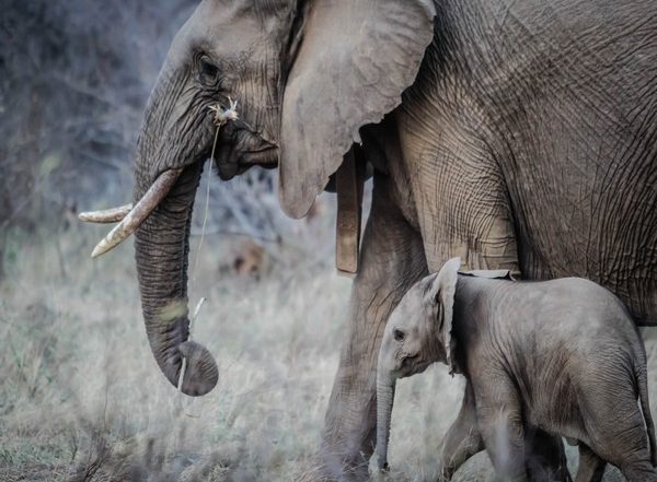 Tamil Nadu: 3 Elephants Get Electrocuted While Crossing Electric Fence, Die