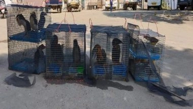 India News | Mizoram Police Rescue 17 Exotic Birds, Animals