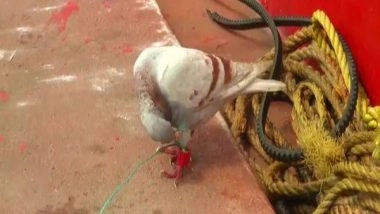 India News | Suspected Spy Pigeon with Camera, Chip Fitted on Leg Caught in Odisha's Jagatsinghpur