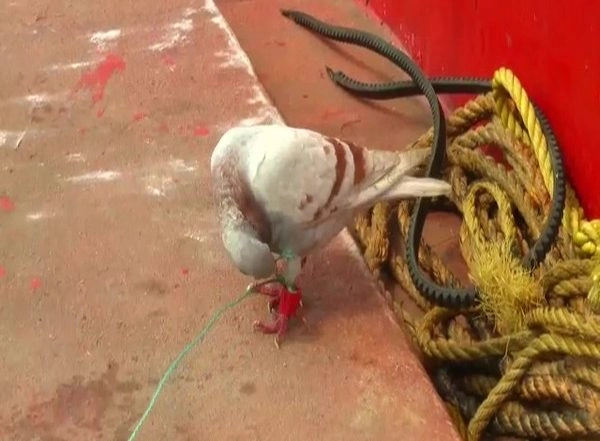 India News | Suspected Spy Pigeon with Camera, Chip Fitted on Leg Caught in Odisha's Jagatsinghpur