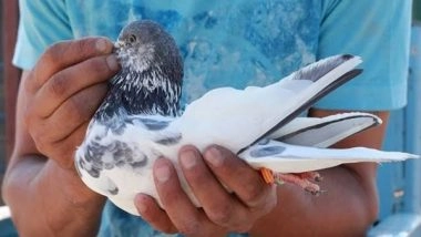 India News | Centuries-old-tradition of Pigeon Flying is Still Alive in J-K's Srinagar